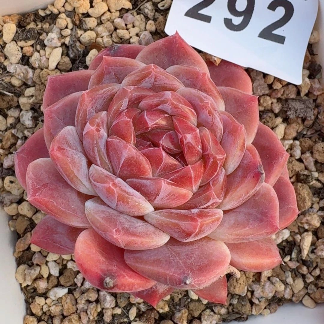 巧克力冰魄         多肉植物