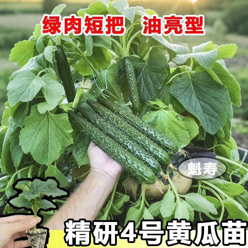 津研四号黄瓜苗黄瓜秧苗阳台蔬菜苗黄瓜苗带土大苗青瓜懒人春天