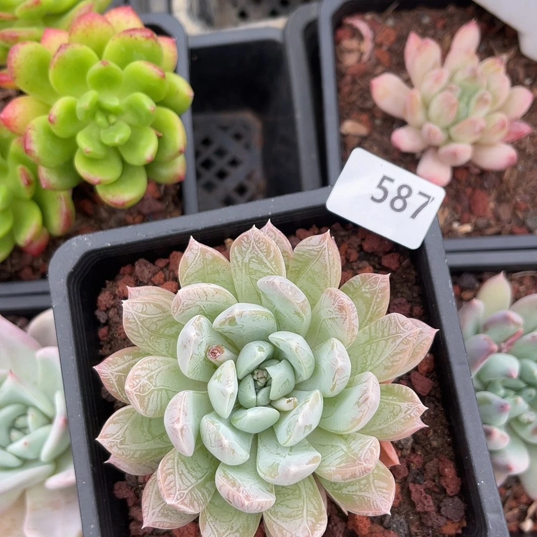 金***涛白泽。  587。 1111111