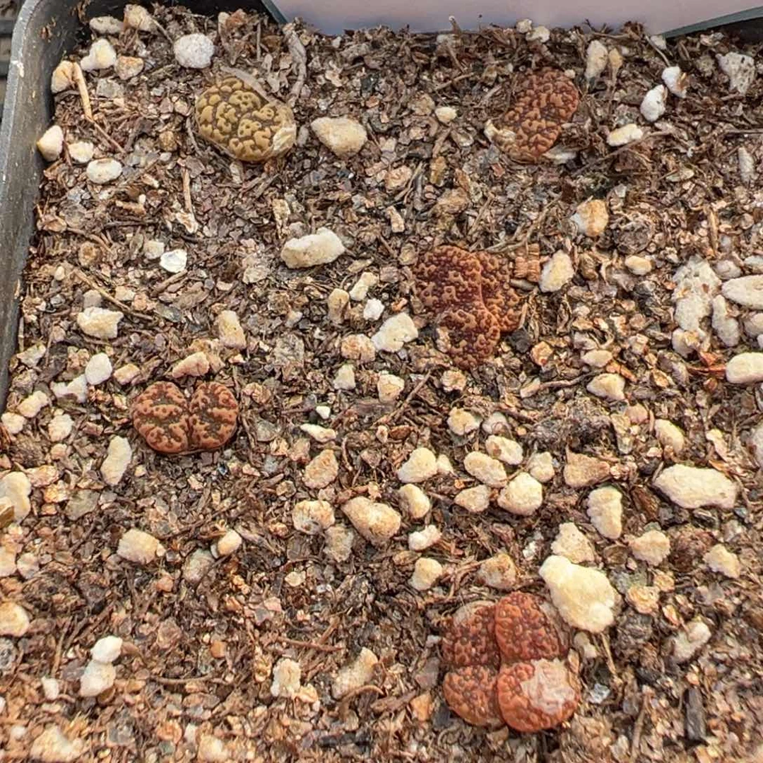 10-24肉锥多肉植物，
