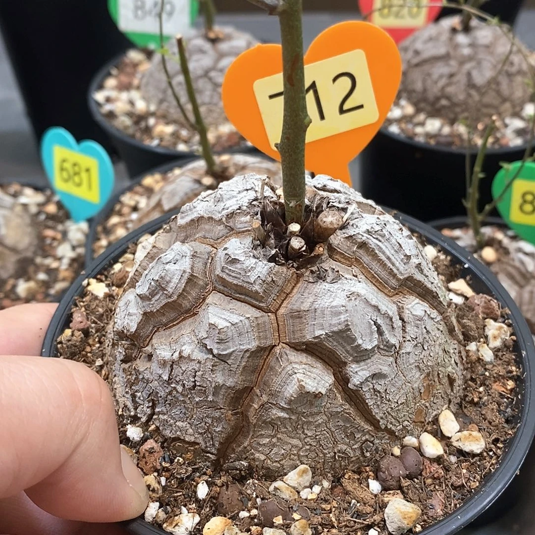 南非龟甲龙龟甲龙