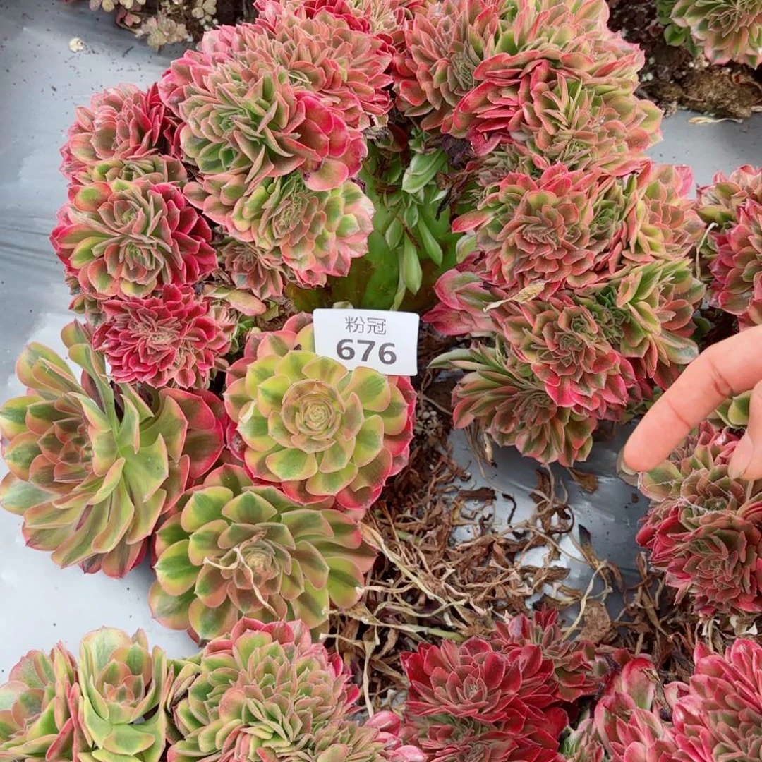 676 多肉植物法师锦