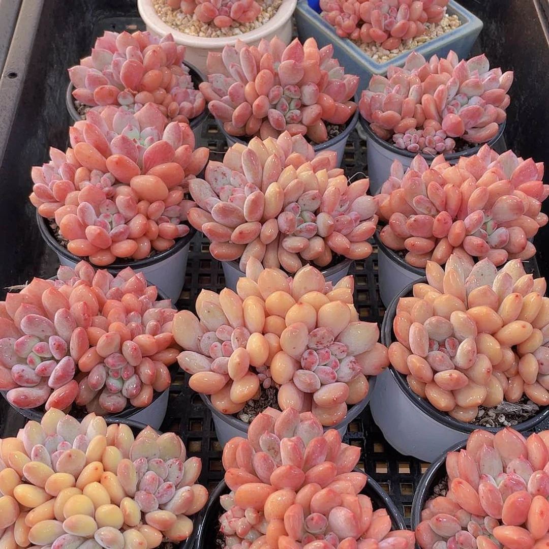 量拍115号 塞尔达公主大群生一个