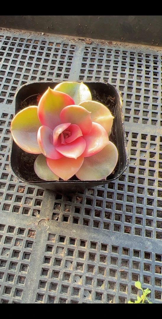 65彩虹（满9.9包邮）