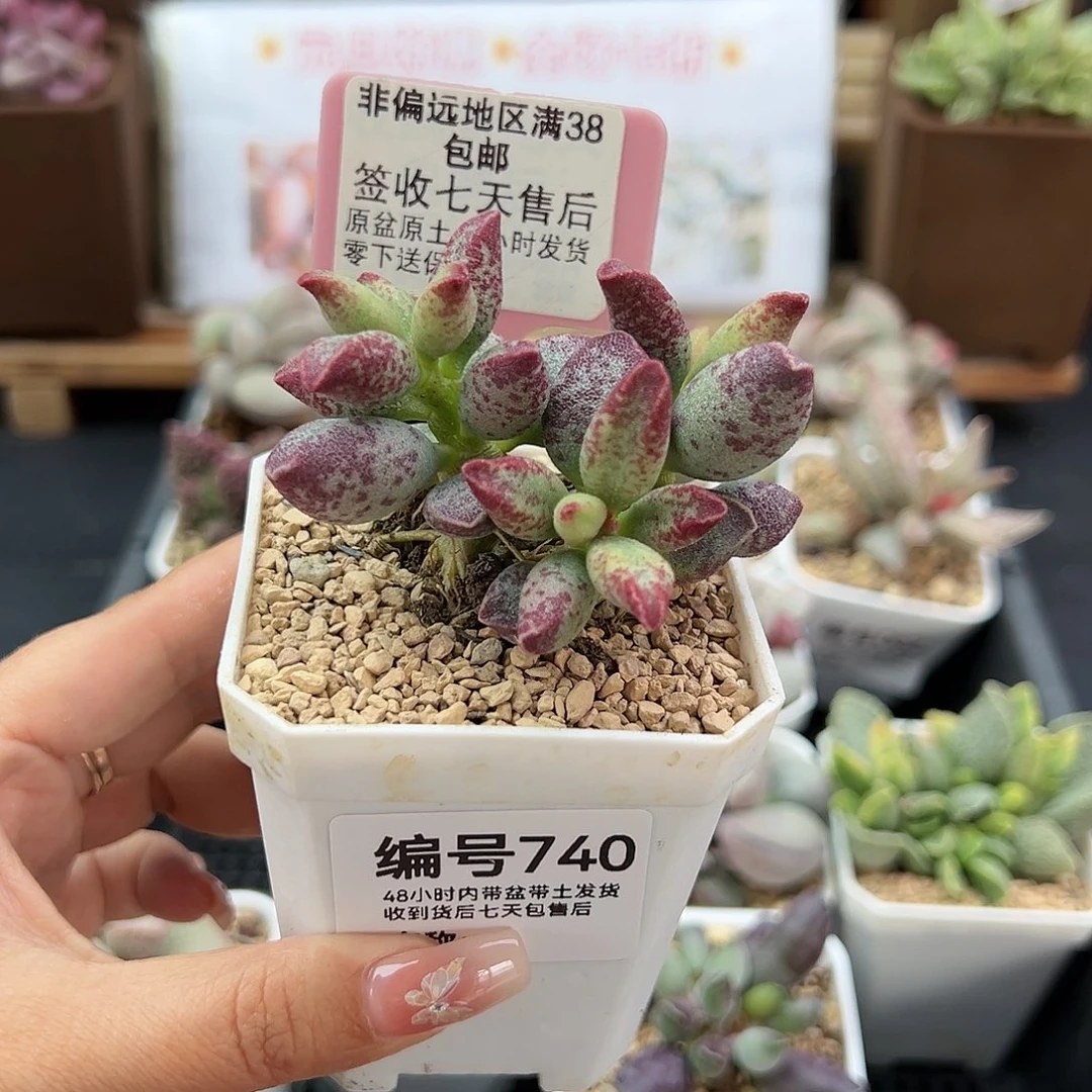 昨****来740艾薇多肉植物