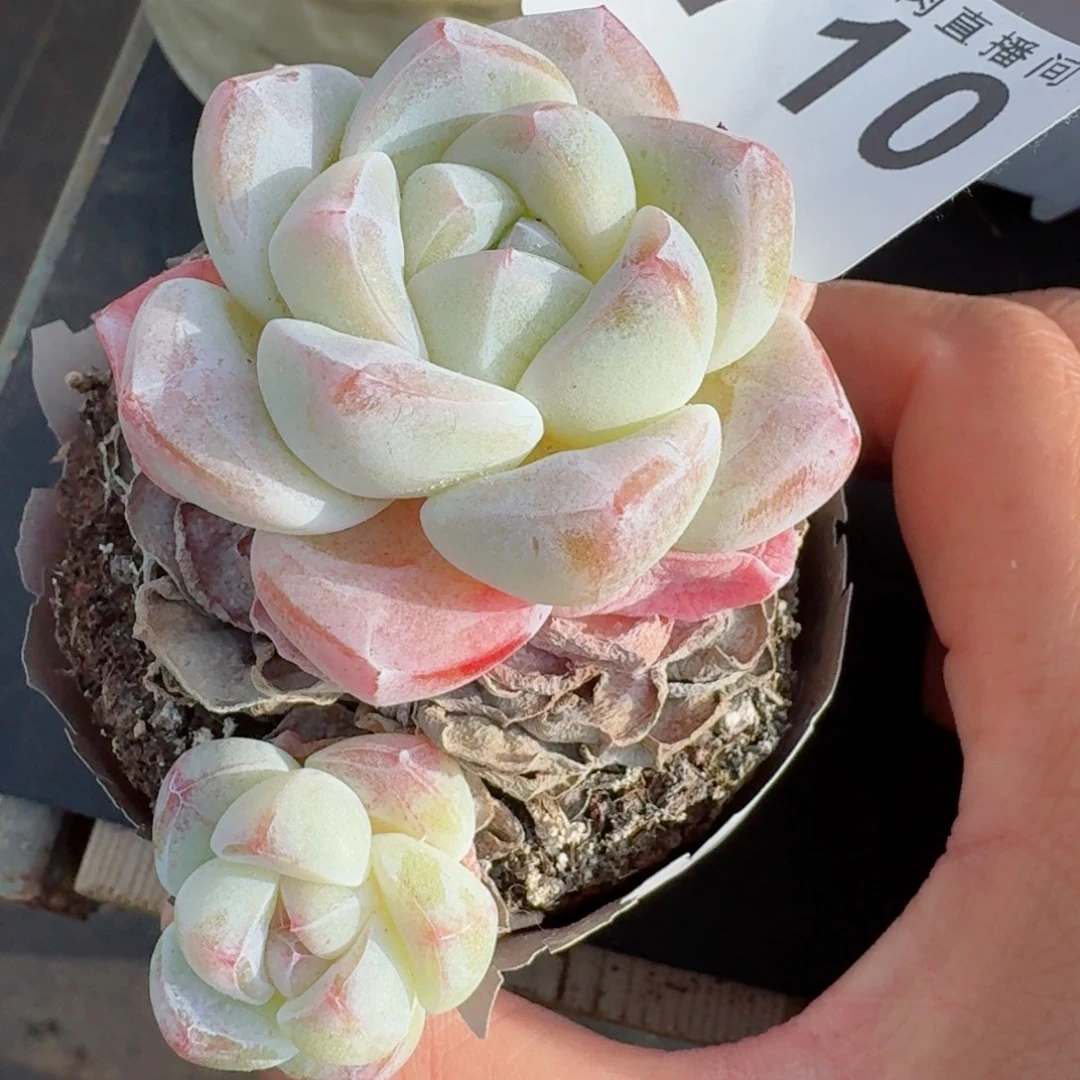 白冰老桩      愿你一路坦途，乘风破浪展宏图