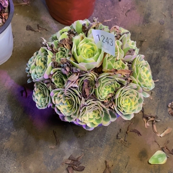 白凤多肉断头不包1243