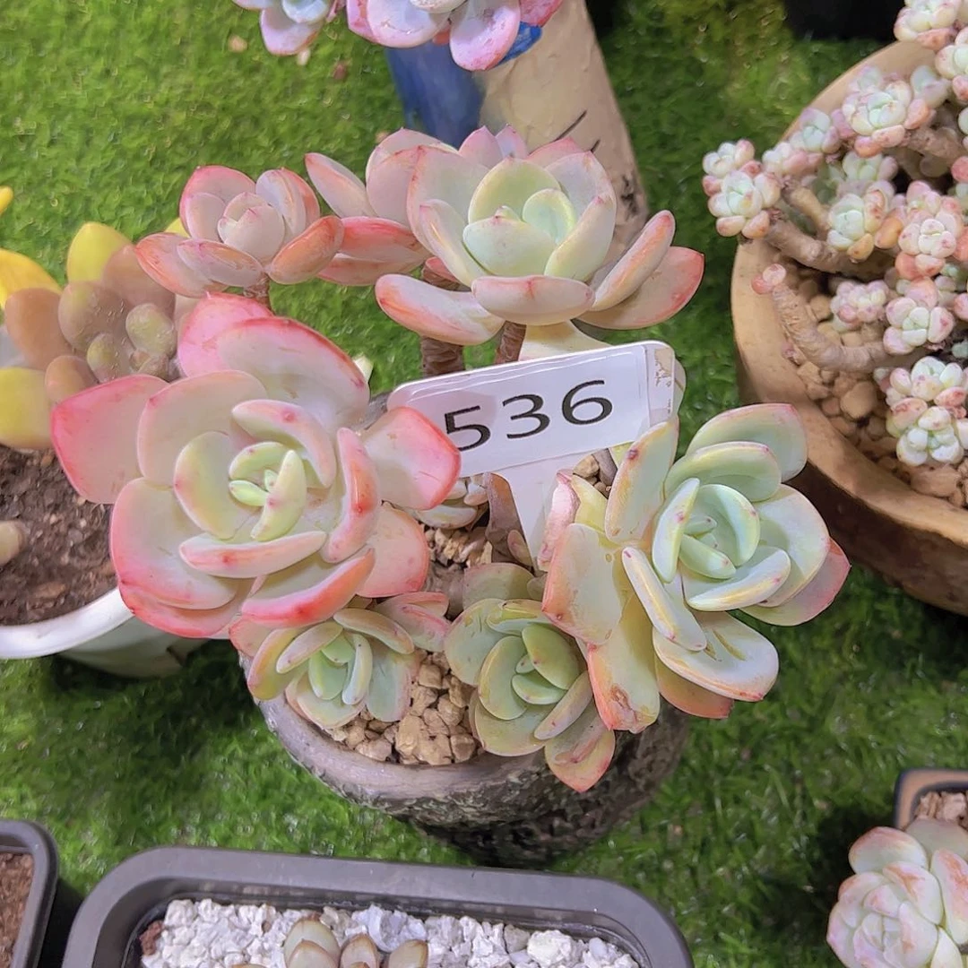 帽**作536白月光19.8元元