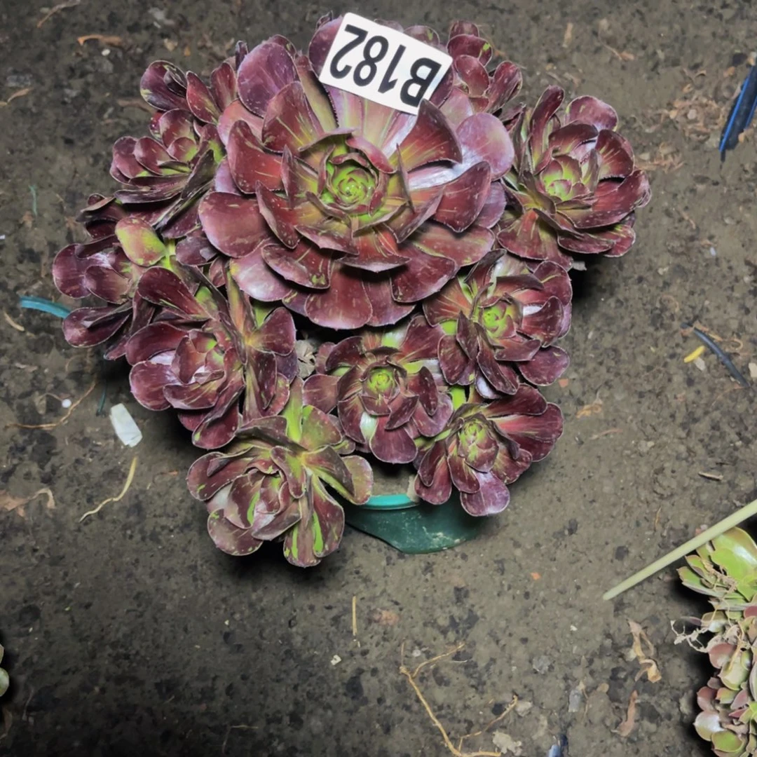 花无缺法师16////24包邮