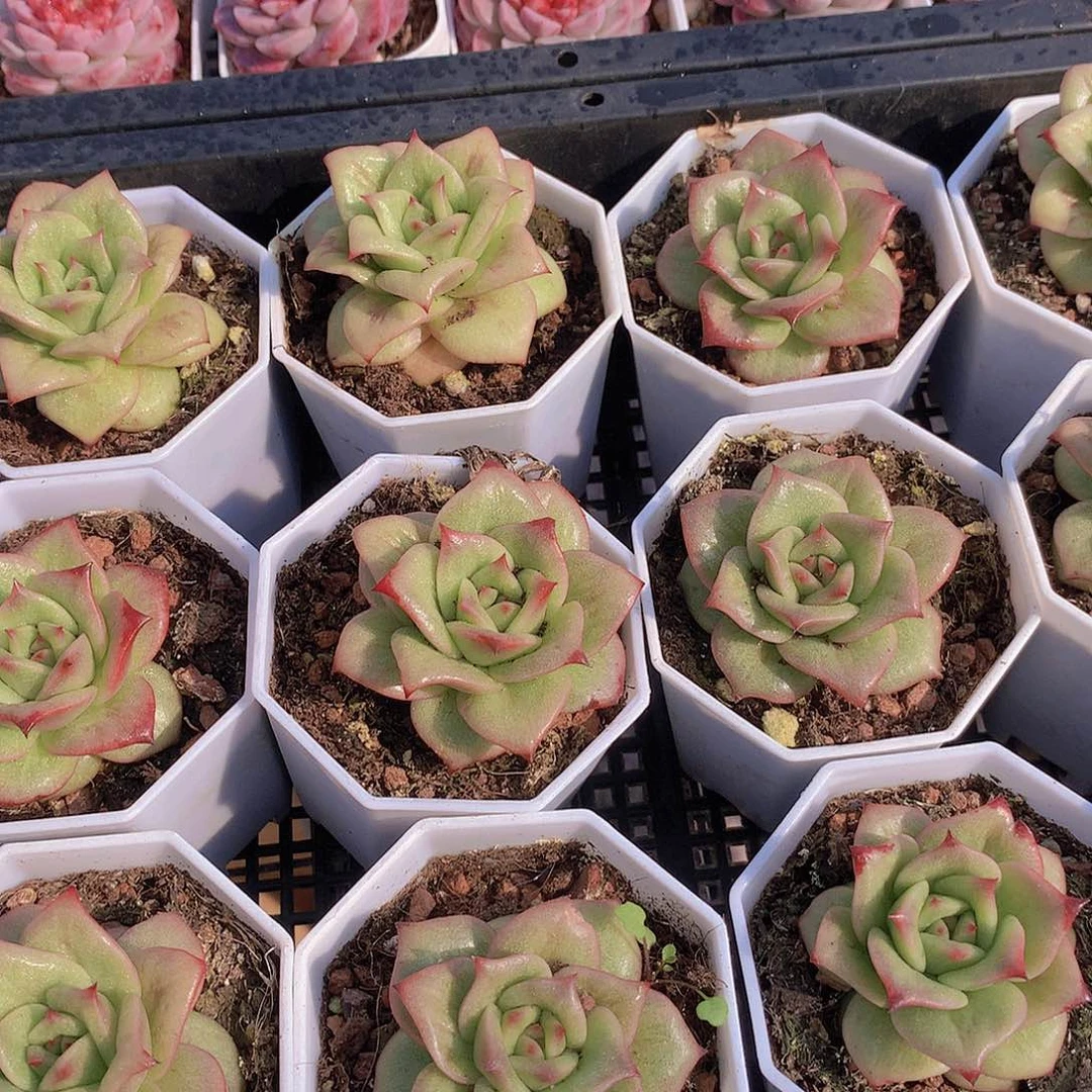 两颗蔷薇锦2345667778899