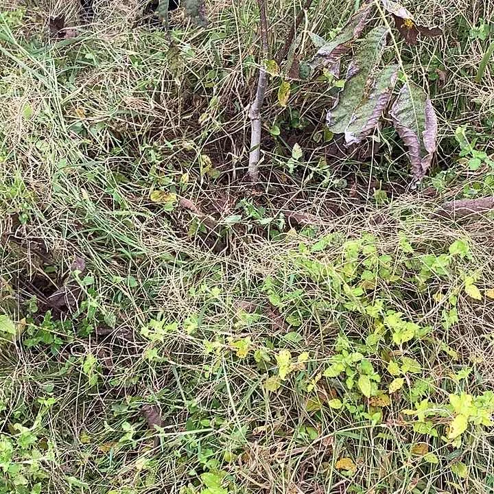 完全开放馒***9狮子头核桃树苗绿植