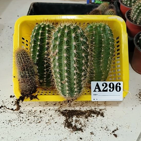 当前无花栽培后可以开花a296