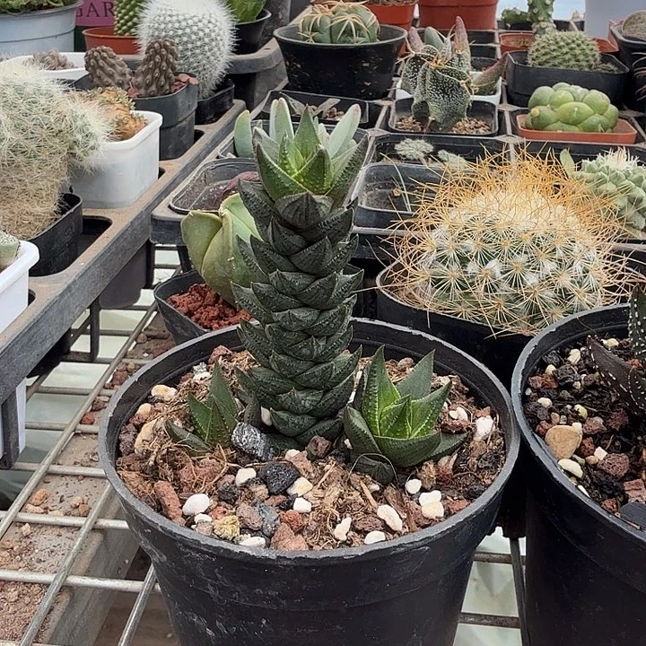 黑蜥蜴三头5仙人球