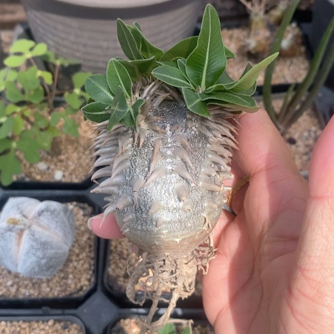 【闪购商品】惠比大黑