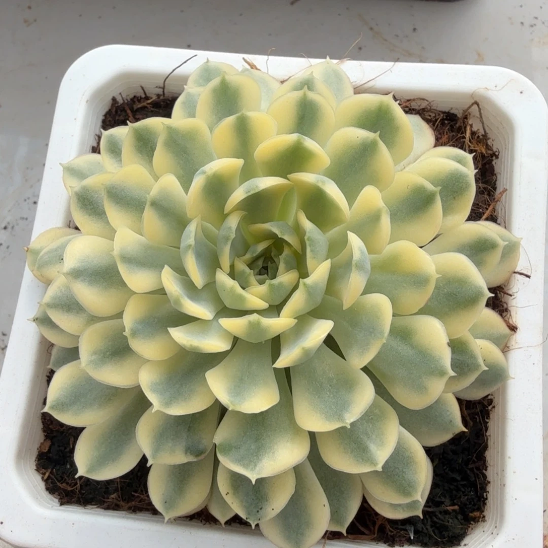 梦幻玫瑰锦锦上园艺一物一拍