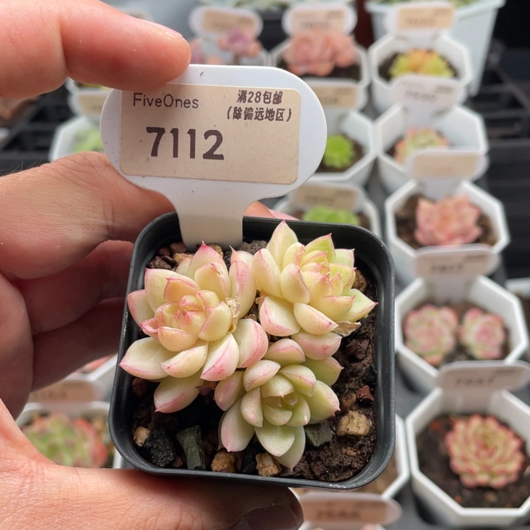 女王7112-5.5厘米