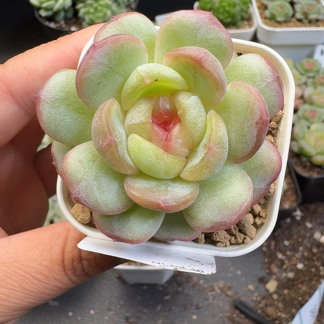 一物一拍一物一拍918-383