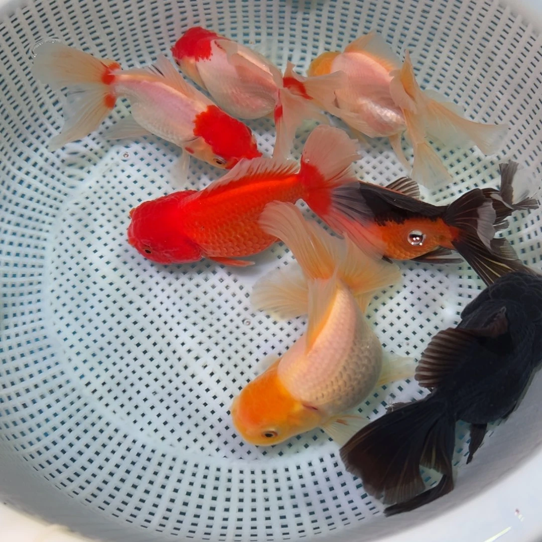 金鱼冷水观赏鱼混搭