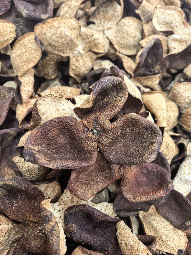 柑二代 2022年南坦狗腩皮冬后皮正宗新会老陈皮