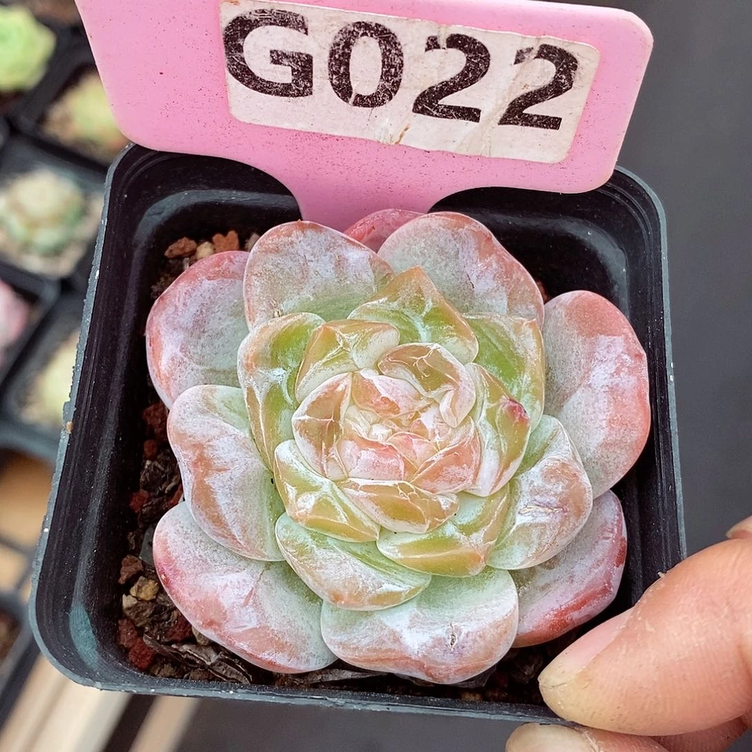 糖钻福利6cm多肉植物