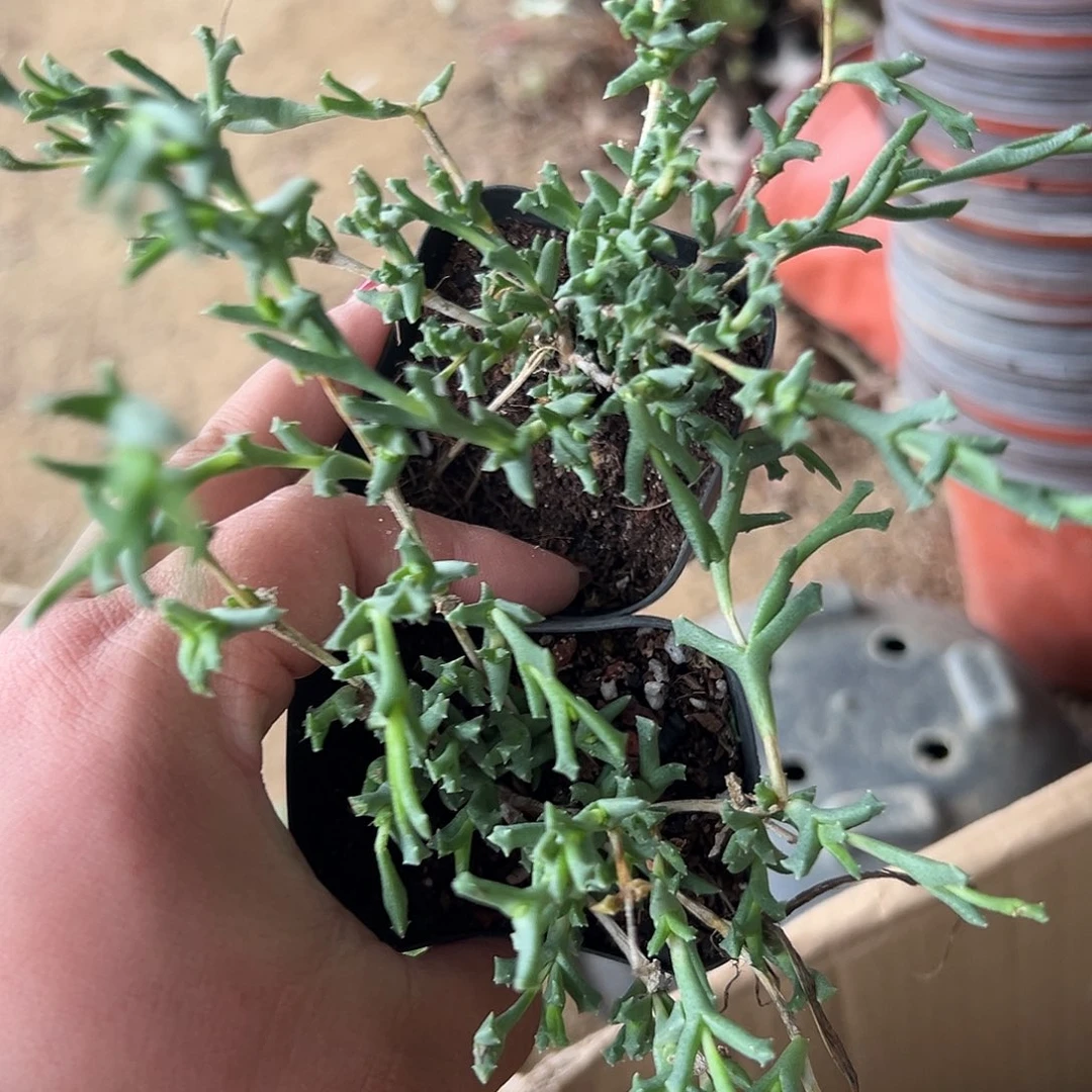 多肉植物龙须海棠