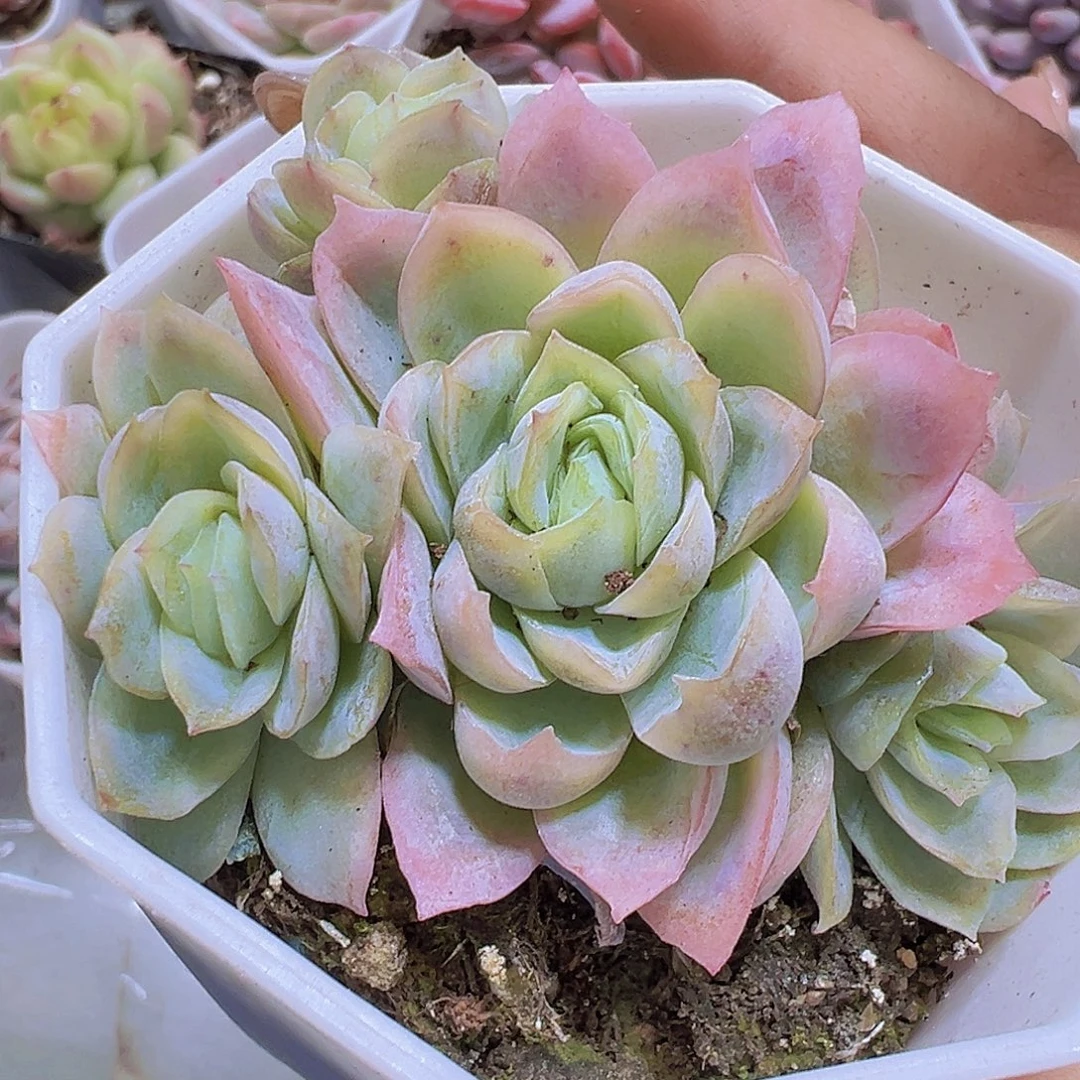 冰片锦19包邮多肉植物