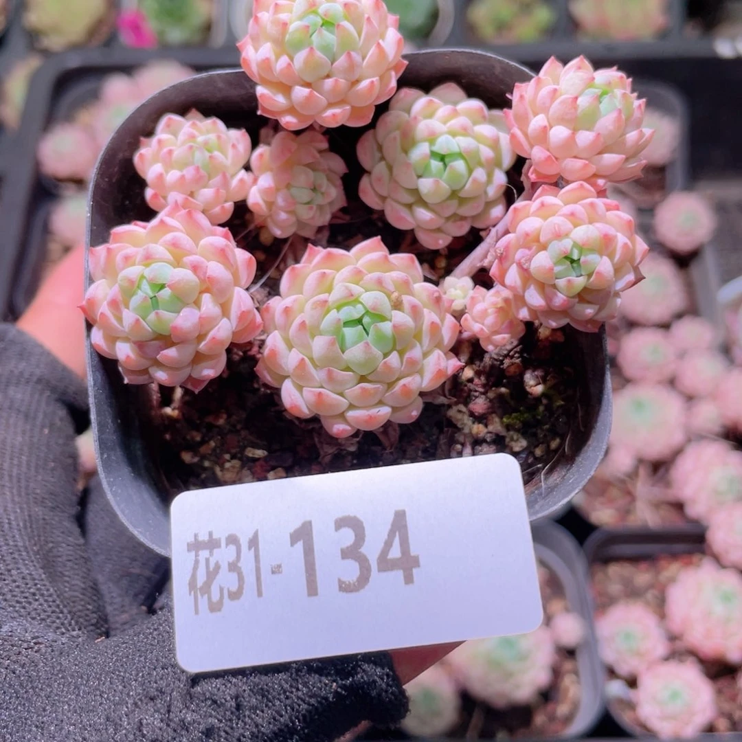 花利美31-134小粉莓