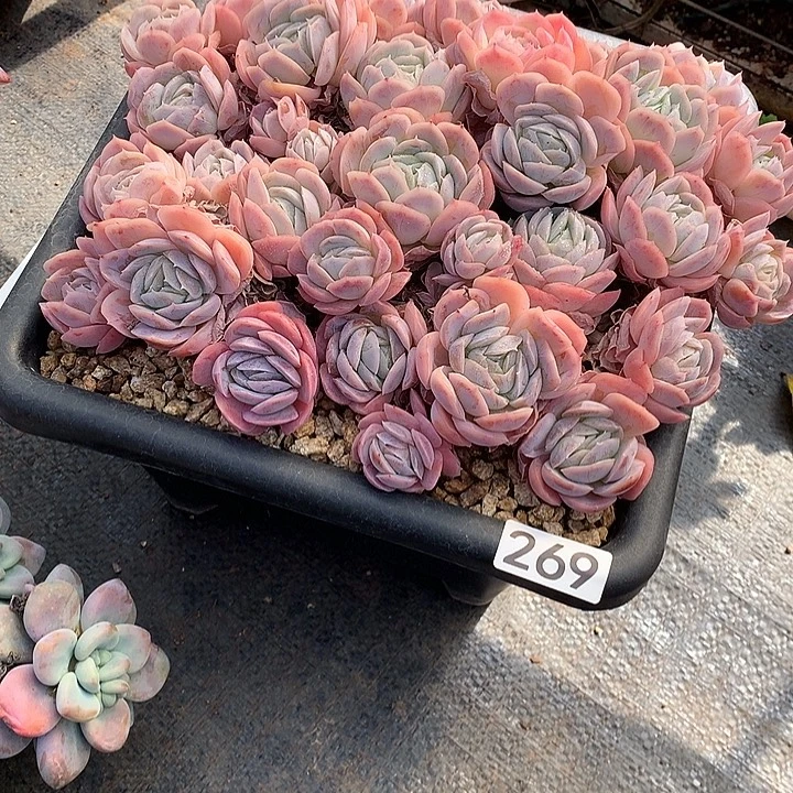 269西娜 一物一拍多肉