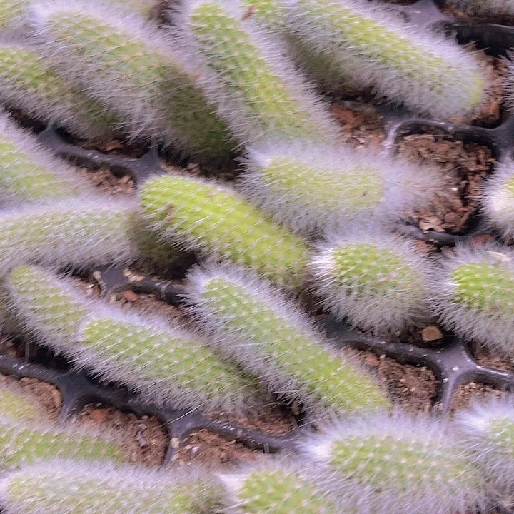 精品九尾狐多肉植物