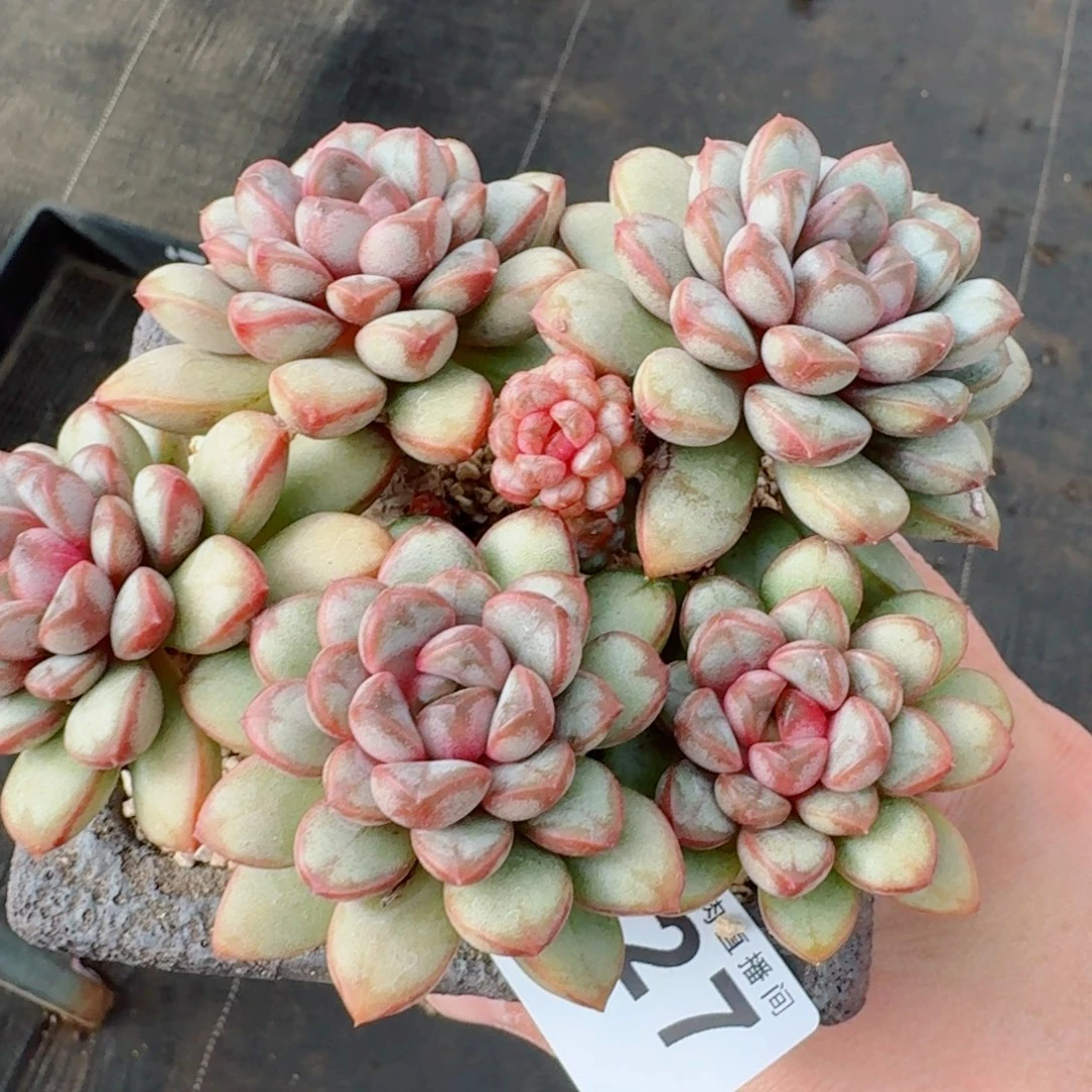 葡萄老桩群生整装无砍