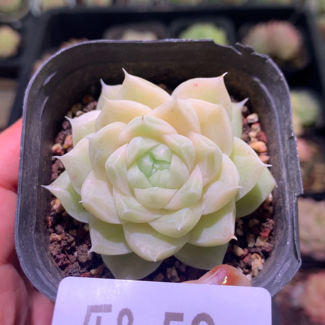 乐然 8-59 麦秆单头