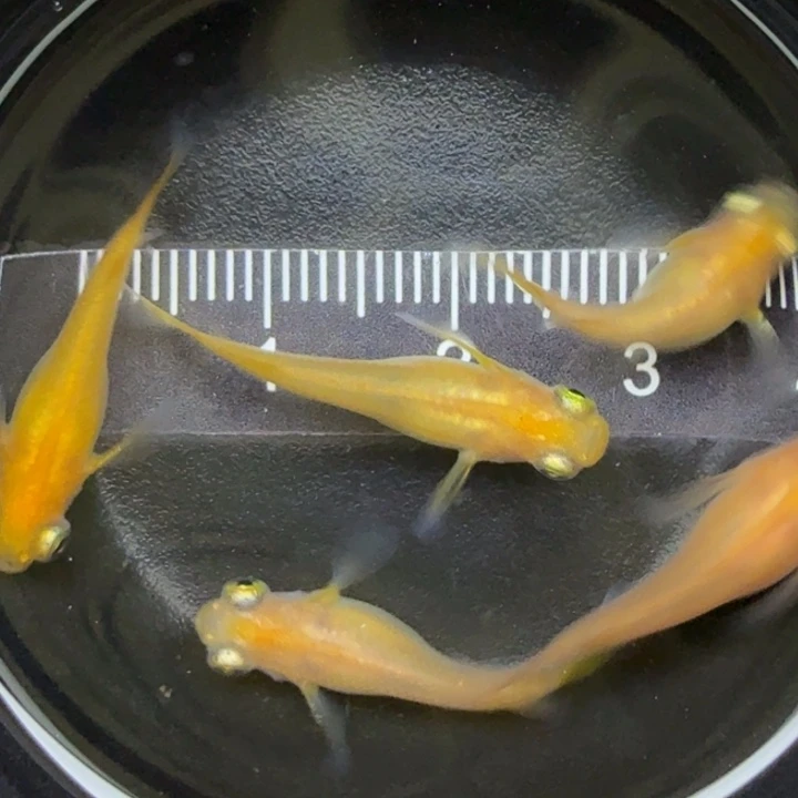 青鳉鱼出目球球21号