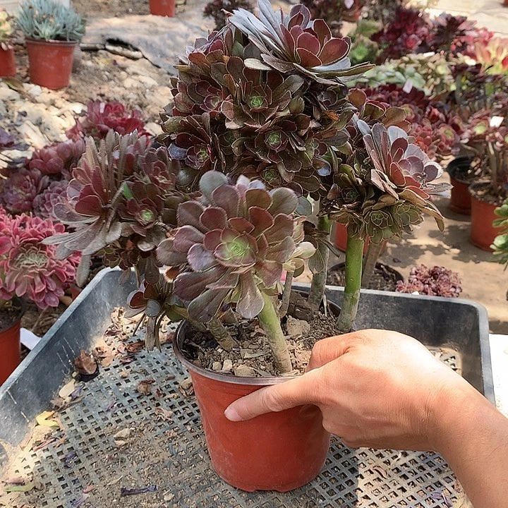 快**心758灰法师多肉