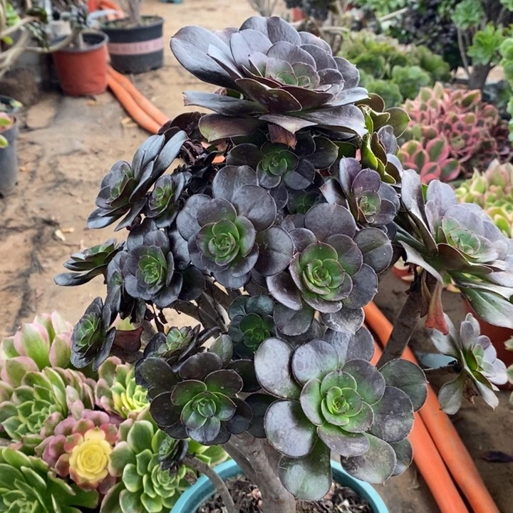 灰圆叶多肉植物22