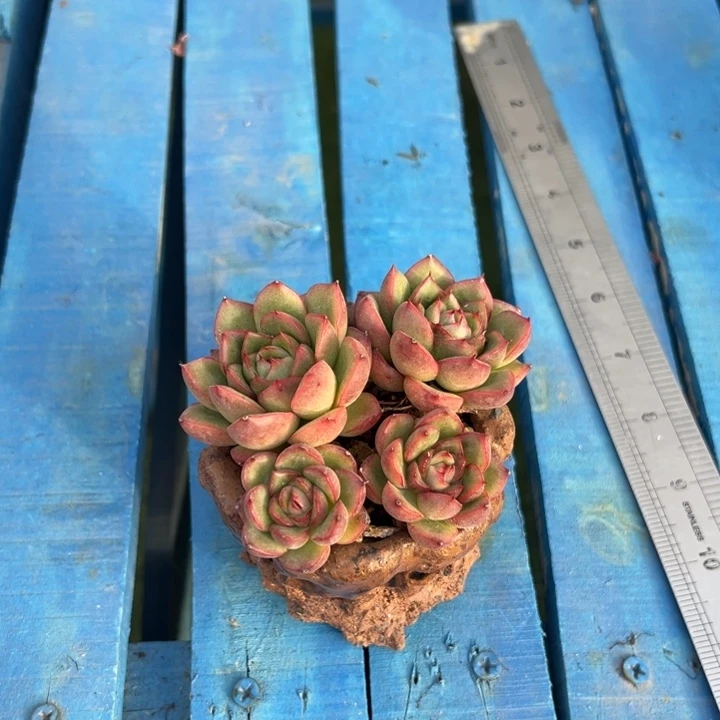 余***运特价多肉花盆百搭