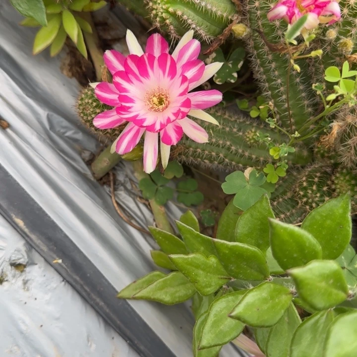 矮胖白檀792侧芽一个