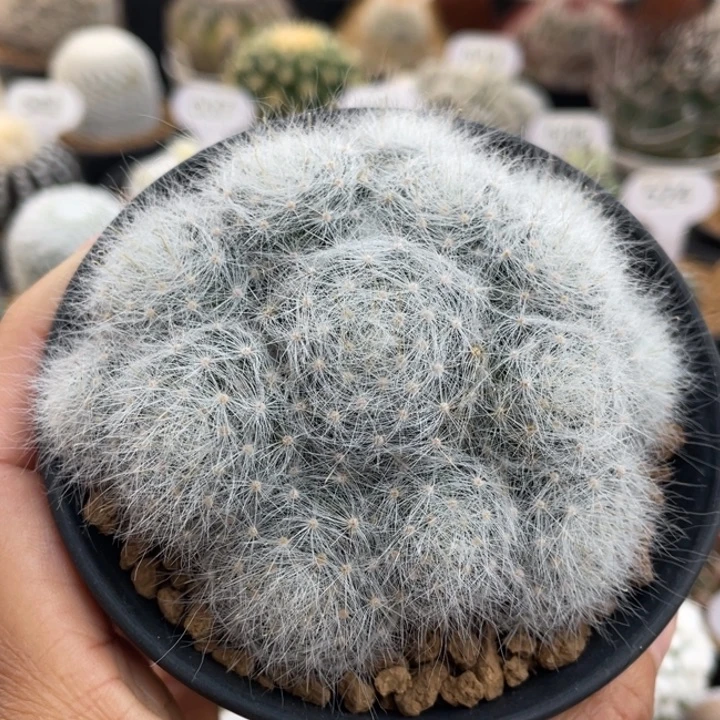 小惑星        实生根