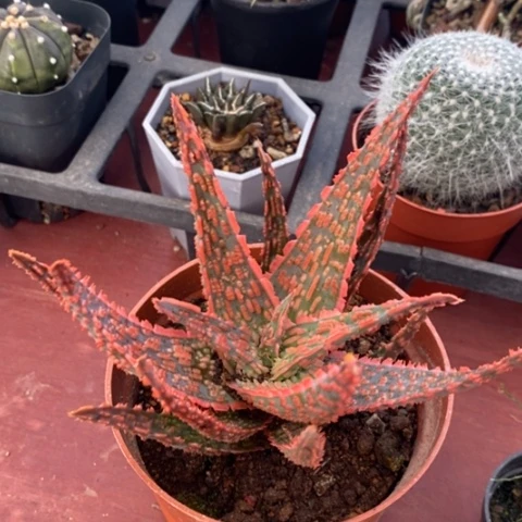 大芦荟粉12仙人球