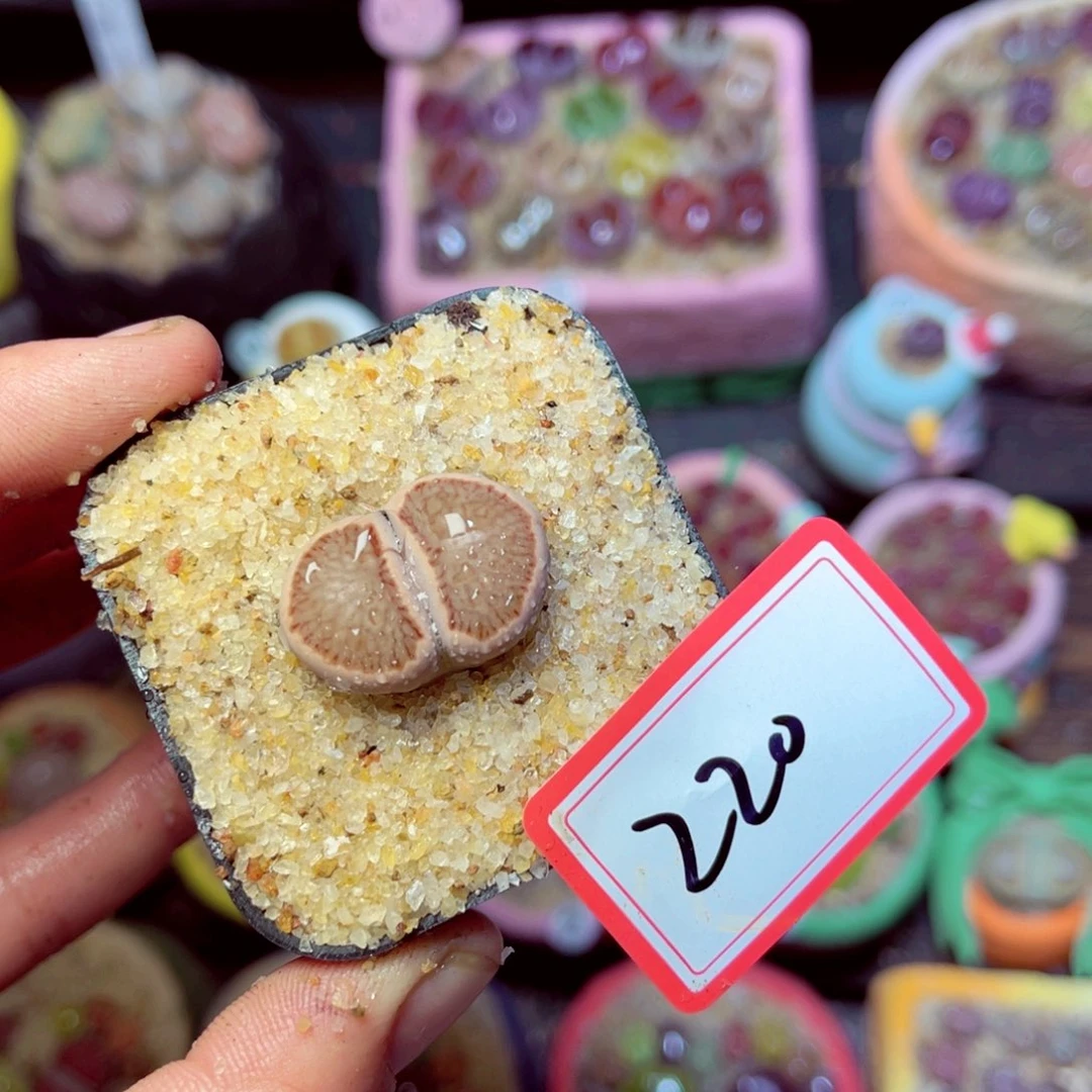 220生石花带盆发1