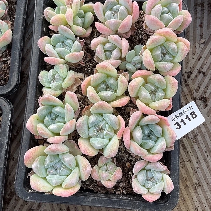 阿雅园艺。         3118