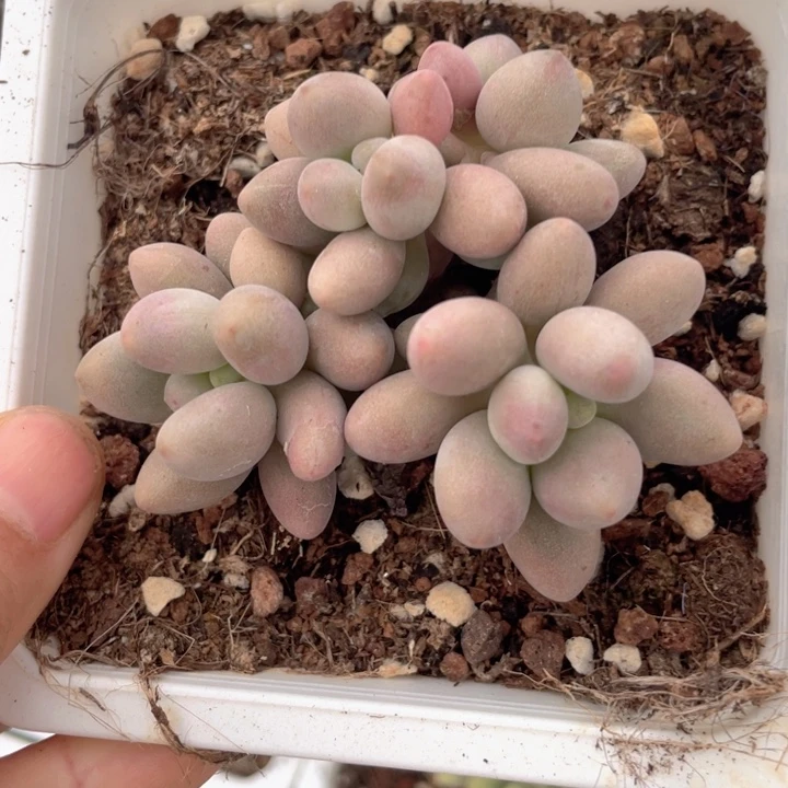 桃花奶满18包邮随机发4头