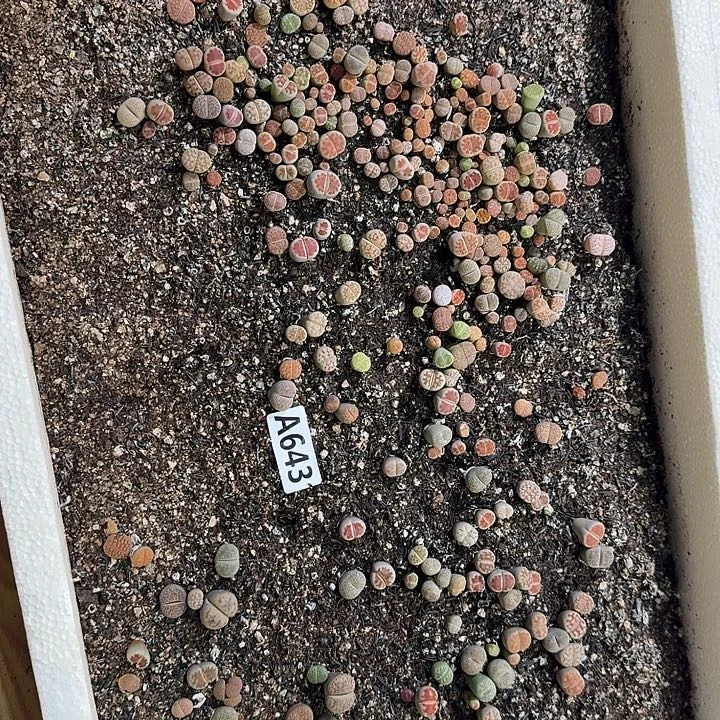生643石花整筐脱土发货