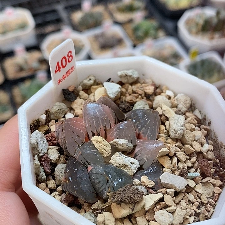 408糯玉露锦一物一拍