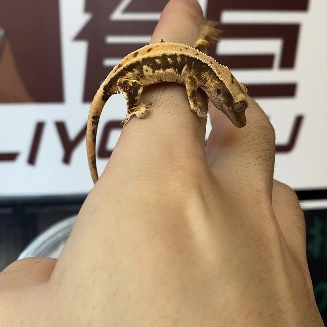 睫角守宫睫角守宫莉莉