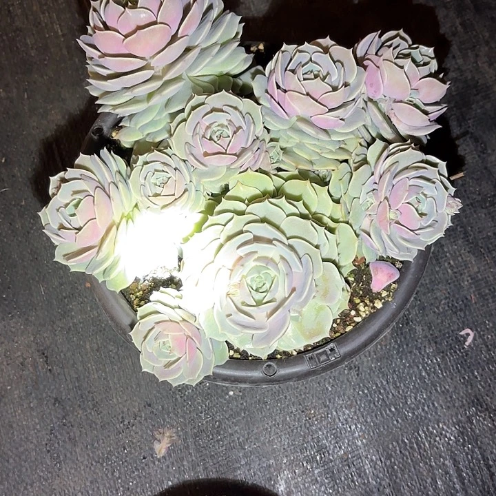 多肉植物，露娜莲