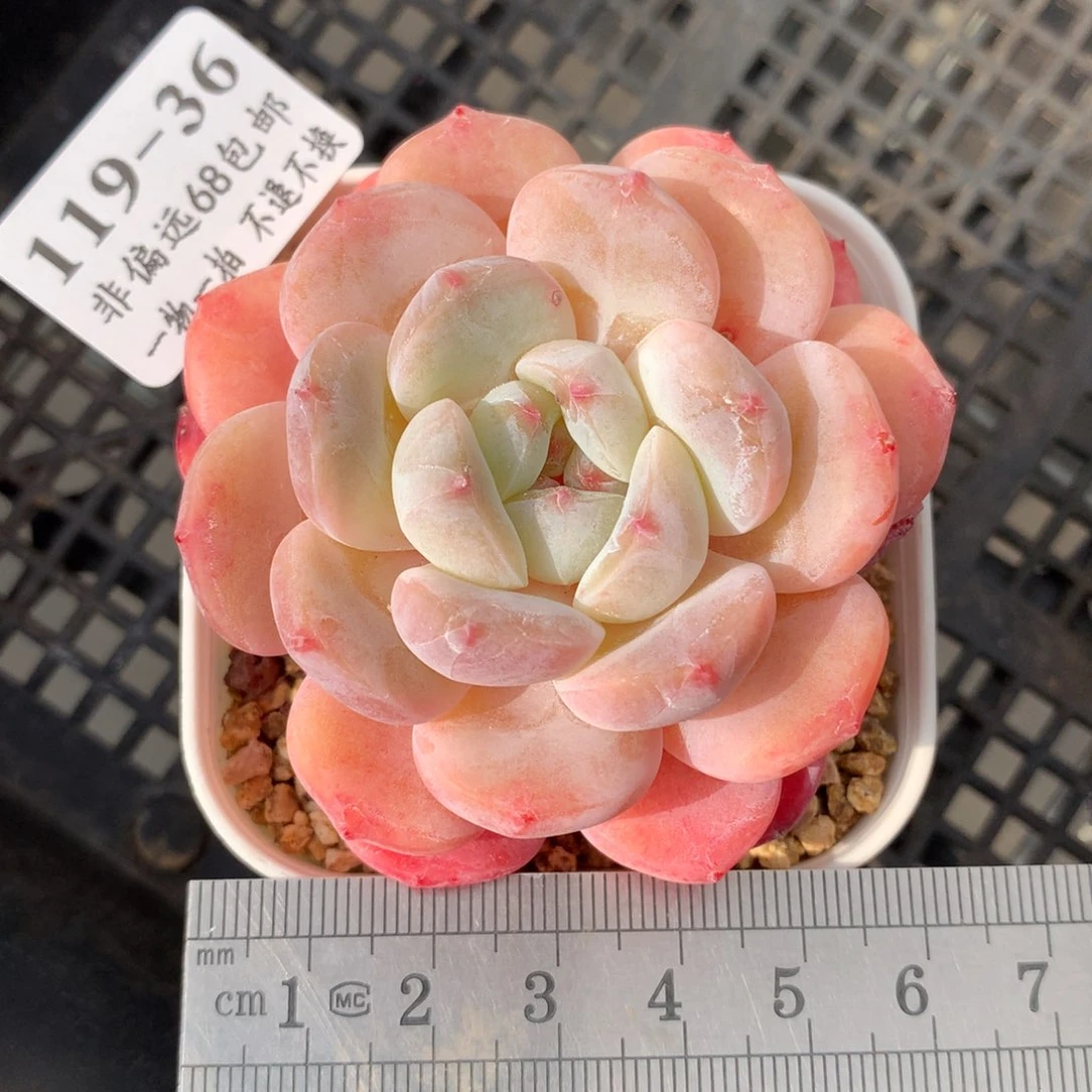 37。厚梦。满六八包邮。