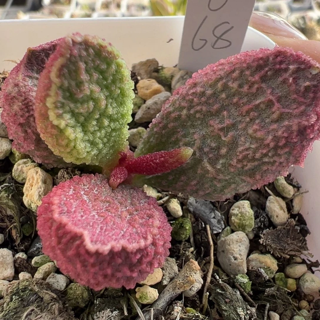 30实生粉色系新品