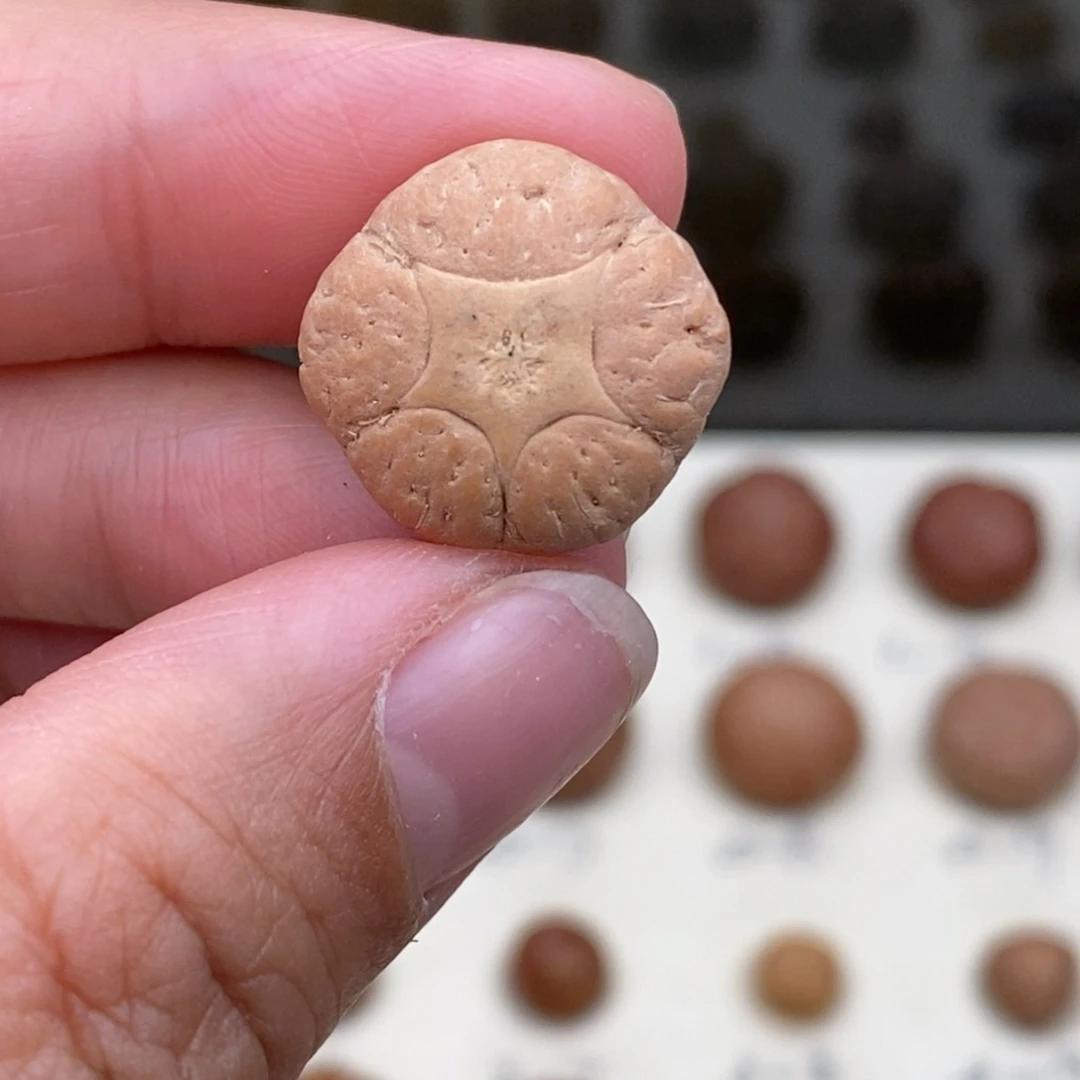 凤眼菩提吊坠五星