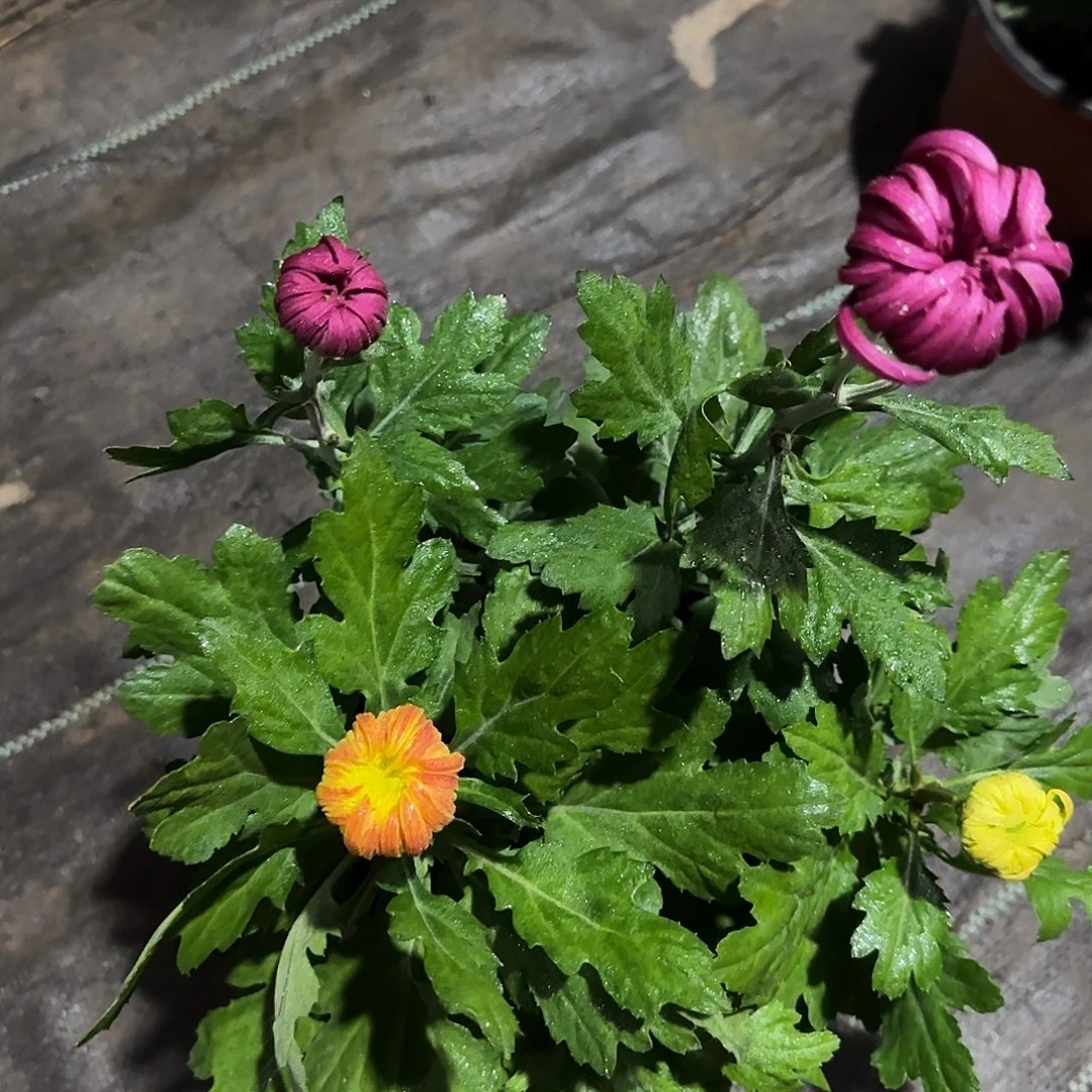 无花朵BB9999999999