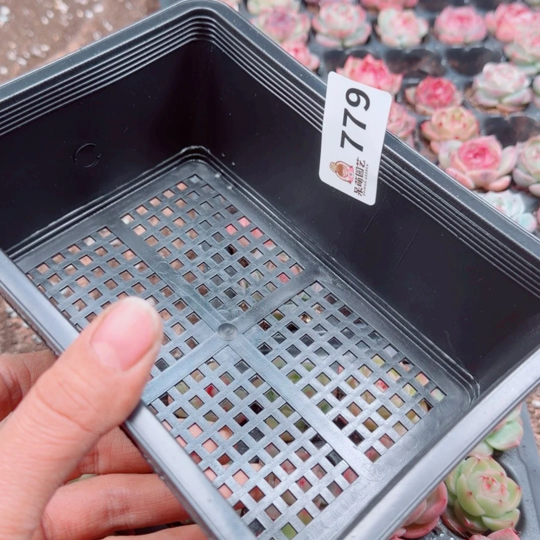 日****多肉植物多肉植物